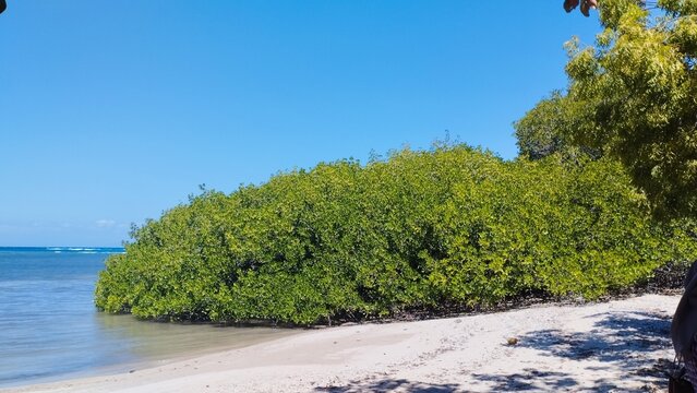 Baluran Indonesia: tree on the beach