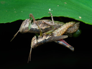 A pair of brown grasshoppers mating while eating the leaves