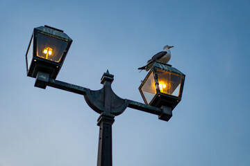 夕暮れに灯る街灯にとまるキアシセグロカモメ