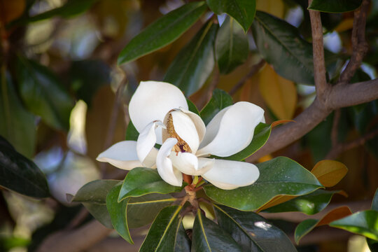 Magnolia flower in a park in Beyoğlu, Istanbul
