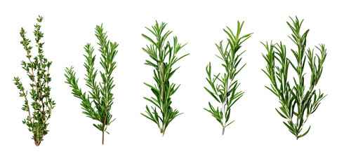 Obraz premium PNG Collection of Rosemary twig and green leaves for garnish food