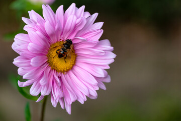 image of pink Daisy flower in a garden in spring season with green boke background. 