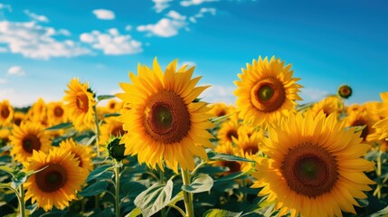 Fototapeta premium Sunflowers Field Under a Sunny Sky