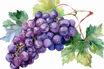 Fototapeta premium watercolor grape beautiful fruit with leaves,white background