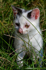 Two and a half month old female and male European kittens.