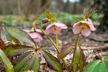 Purple bud of Hellebore flower blooming in the garden
