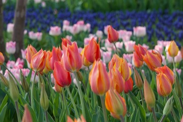 庭の中のカラフルなチューリップ