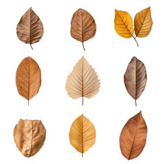 Obraz premium Set of multicolored autumn leaves isolated on white background 