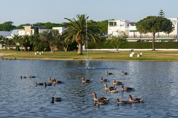 Lakes Park, Rota. Province of Cadiz. Spain. Europe.