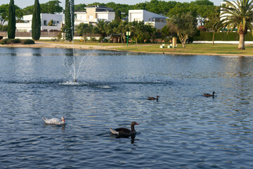 Lakes Park, Rota. Province of Cadiz. Spain. Europe.