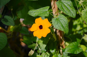 Orange poet's eye flower. Thunbergia alata