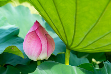 蓮の花、清浄なる花