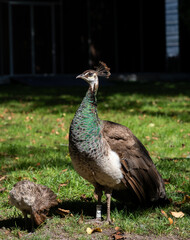 Female peacock and her baby in the Porto's Glass Palace garden