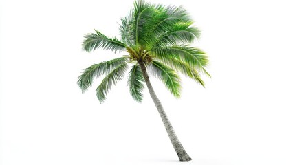 A single palm tree leaning against a white background, symbolizing tropical vibes.