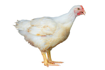 White chicken standing in smart poultry  farming business,  chicken is economic animals in closed system farm, Livestock, isolated on transparent background. PNG File