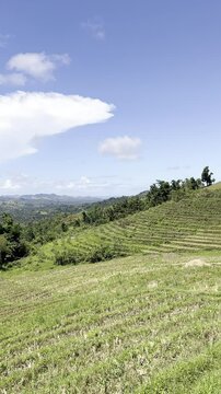 Vertical video of Rice plantations after harvest on the island of Bohol Philippines
