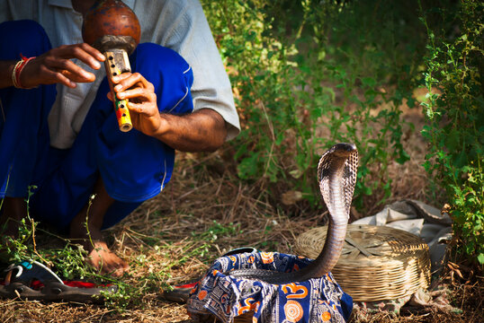 Indian snake charmer plays on flute for black cobra