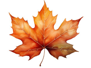 Obraz premium watercolor painting of a single maple leaf on transparent background