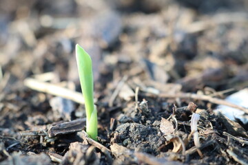 A small green plant is emerging and growing out of the ground