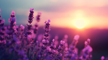 Naklejka premium Field Lavender Flowers With The Sun The