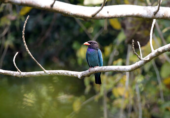Oriental Dollarbird standing on tree.Oriental dollarbird is a bird of the roller family, so named because of the distinctive pale blue or white, coin-shaped spots on its wings.