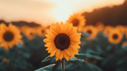 Field Sunflowers With The Sun The Backgrou