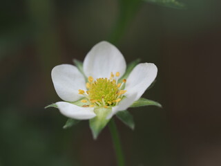 strawberry flower