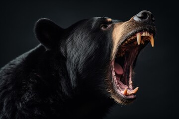 Bear yawning mammal animal.