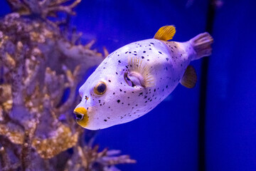 Arothron nigropunctatus. Tropical bright pisces that can live in aquariums, oceanariums or sea,...