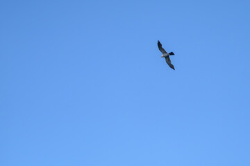 Mississippi Kite Soars Overhead in New Orleans, Louisiana, USA