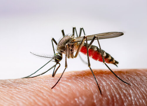 Mosquito-borne virus EEE. A close-up of a mosquito feeding on human skin, with its proboscis deeply embedded in the flesh.