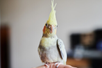 Portrait of Funny Yellow gray cockatiel parrot sitting at home
