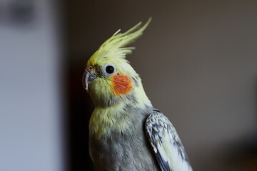 Portrait of Funny Yellow gray cockatiel parrot sitting at home