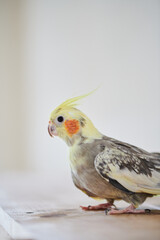 Portrait of Funny Yellow gray cockatiel parrot sitting at home