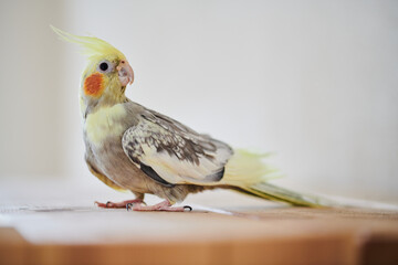 Portrait of Funny Yellow gray cockatiel parrot sitting at home