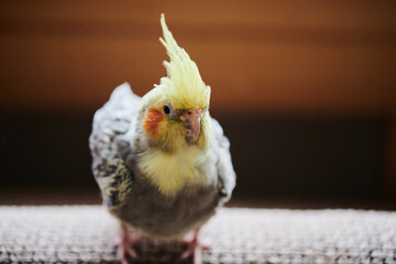 Portrait of Funny Yellow gray cockatiel parrot sitting at home