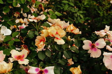 Beautiful bright peachy pink roses on bush in garden close up, floral wallpaper. Gardening and...