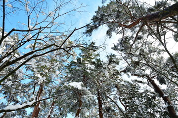 雪の市島邸（新潟県）