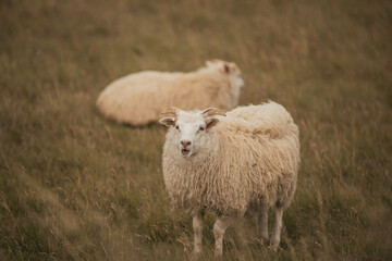 A flock of Sheep in Iceland