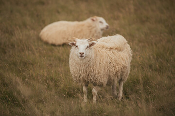 A flock of Sheep in Iceland