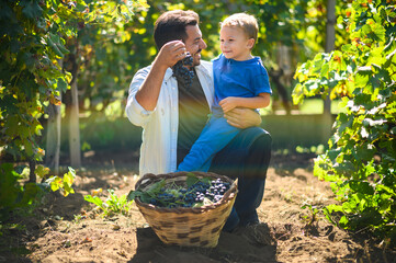 Winemaker father showing freshly harvested grapes to son in vineyard