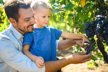 Obraz premium Winemaker father and son harvesting grapes in vineyard