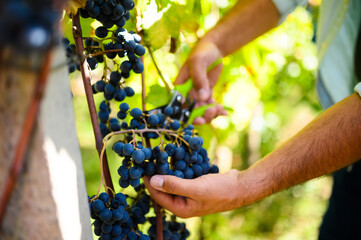 Winemaker harvesting ripe black grapes in vineyard