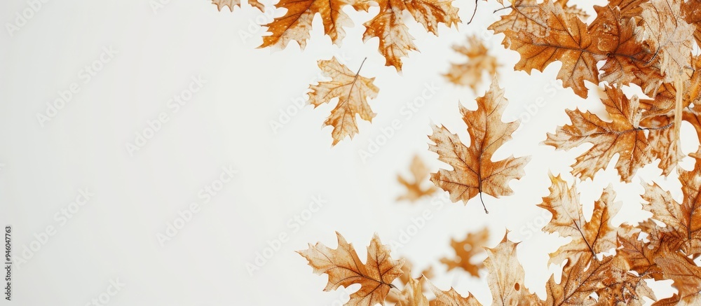 Wall mural autumn backdrop golden oak leaves on a white background space for text. copy space image. place for 