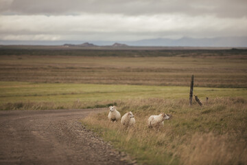 A flock of Sheep in Iceland