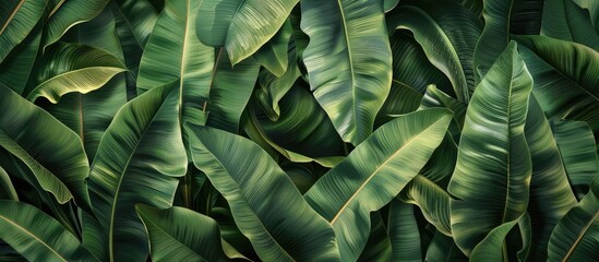 The banana leaf pattern features a green color suitable for a background. Copy space image. Place for adding text and design