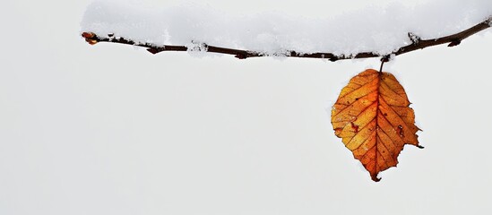 A dry leaf on a birch branch covered in snow. Copy space image. Place for adding text and design