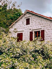 Blooming orange trees in front of a stone house in Montenegro. Orange trees in bloom.