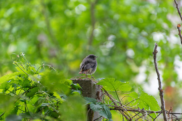 Ein Hausrotschwanz Jungvogel