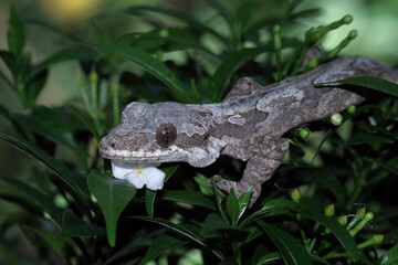 Flying gacko walking on a leaves, gekko kuhli